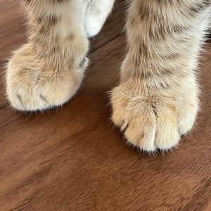 Meet your Posher, Janet